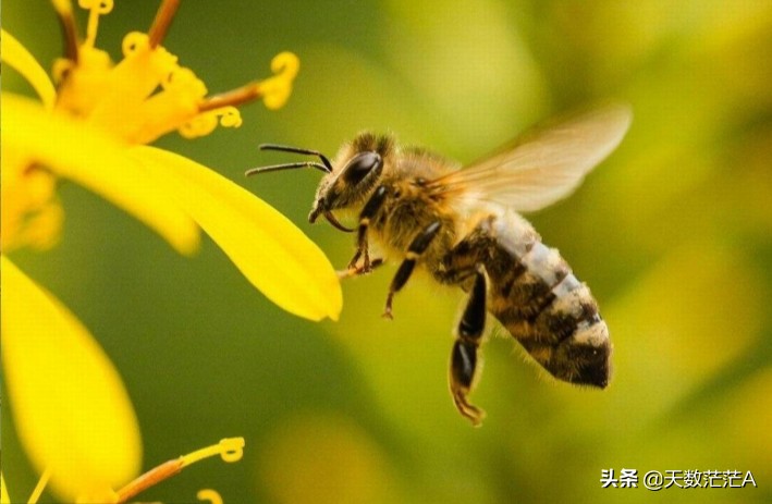 今日科普一下！蜂场百余箱蜜蜂被烧,百科词条爱好_2024最新更新