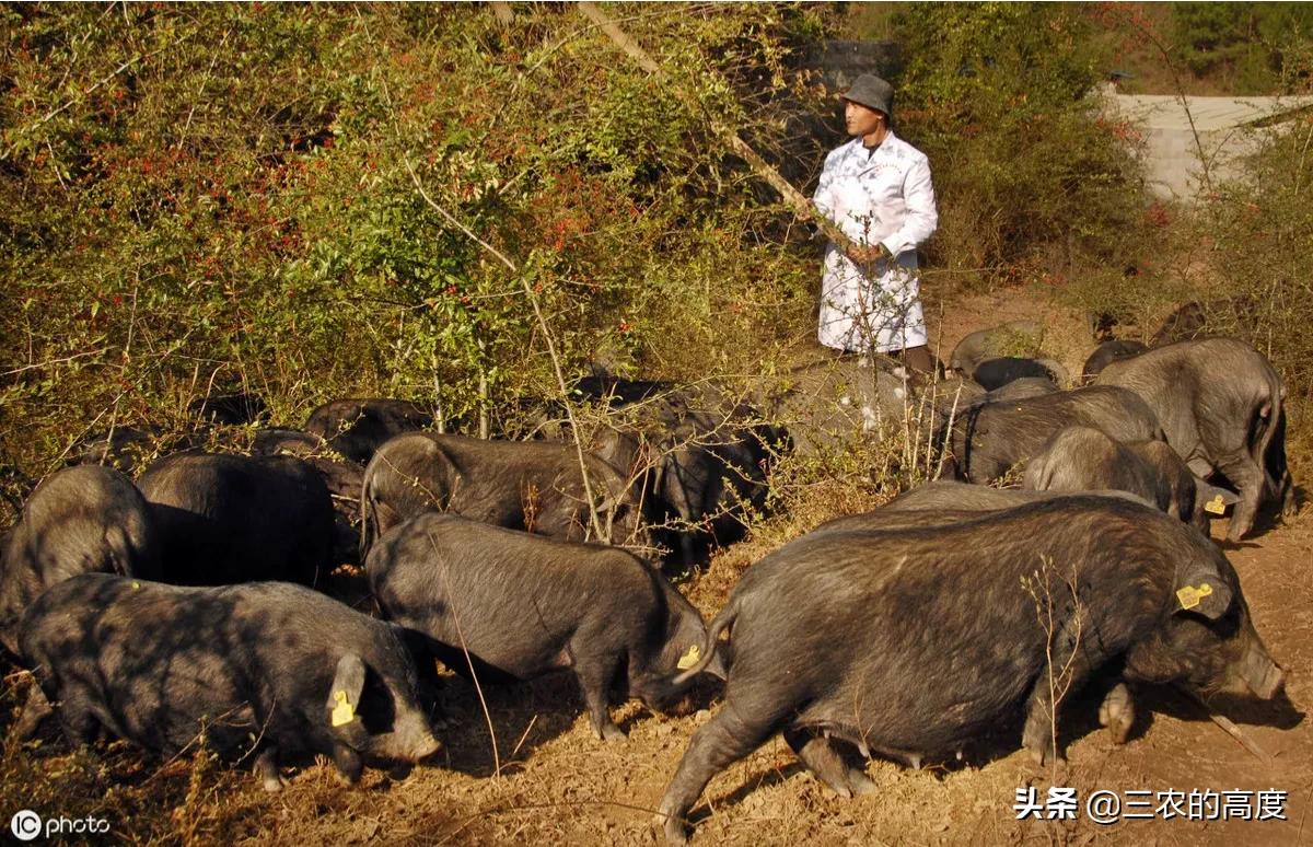 今日科普一下！林业局暂停野猪猎捕,百科词条爱好_2024最新更新