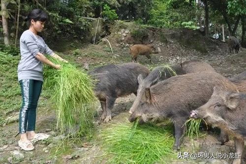 今日科普一下！林业局暂停野猪猎捕,百科词条爱好_2024最新更新