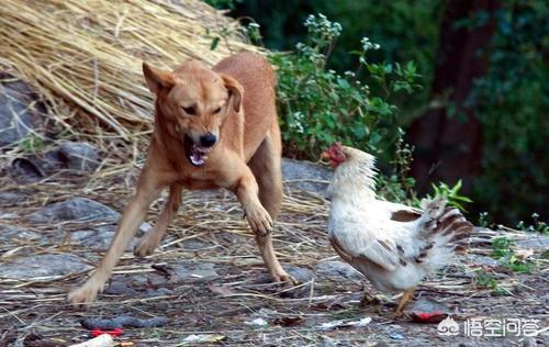 今日科普一下！通报母女被恶犬咬伤,百科词条爱好_2024最新更新