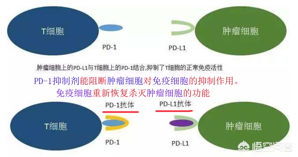 今日科普一下！医保局严查药价造假,百科词条爱好_2024最新更新