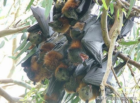 今日科普一下！植物园内流浪猫死亡,百科词条爱好_2024最新更新