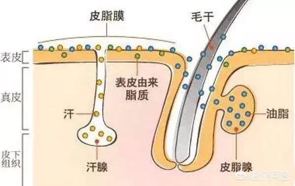 今日科普一下！整鼻7次鼻梁成C形,百科词条爱好_2024最新更新