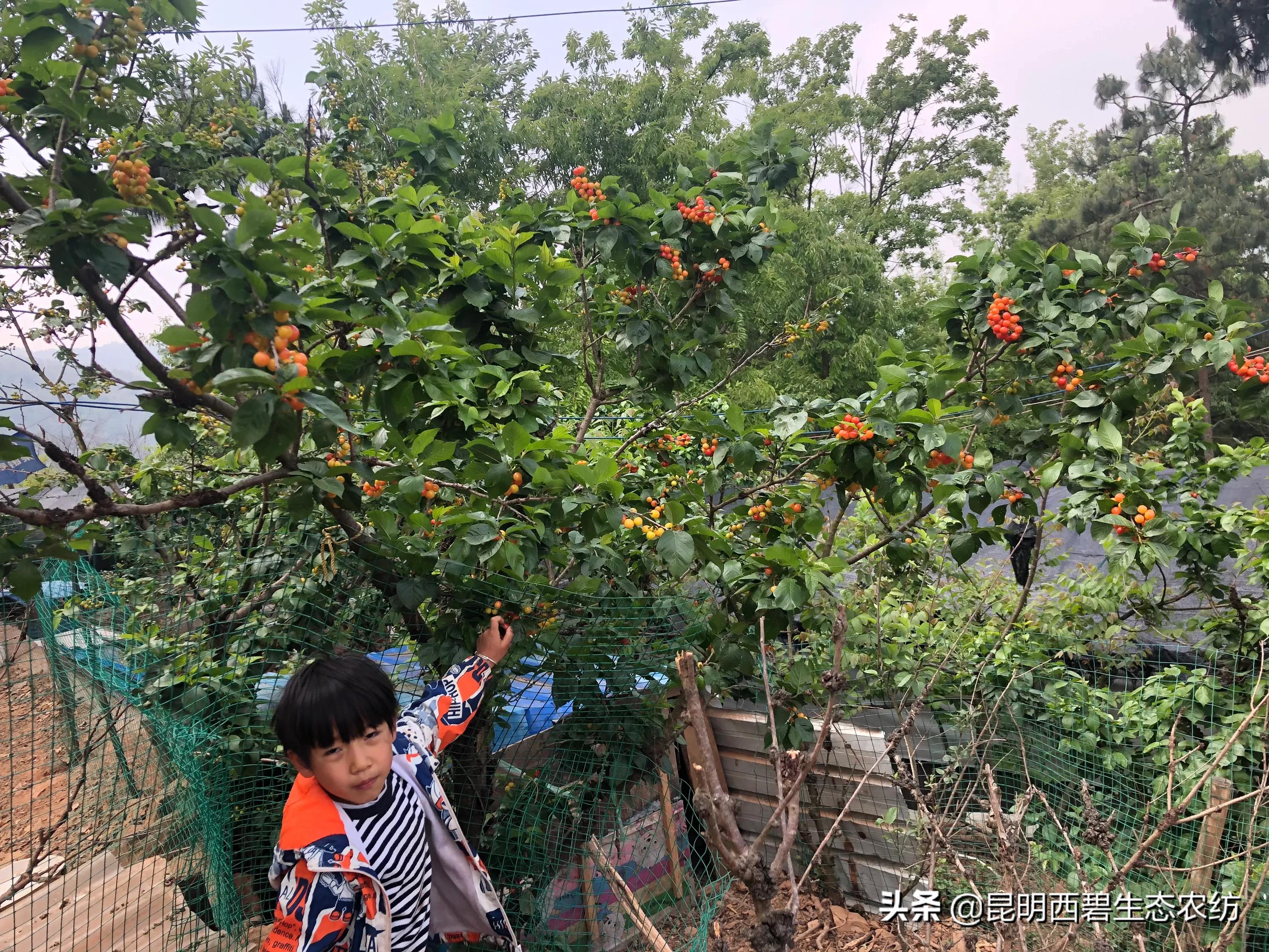 今日科普一下！车厘子快比草莓便宜,百科词条爱好_2024最新更新