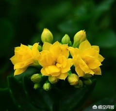 今日科普一下！春节临近年宵花热销,百科词条爱好_2024最新更新