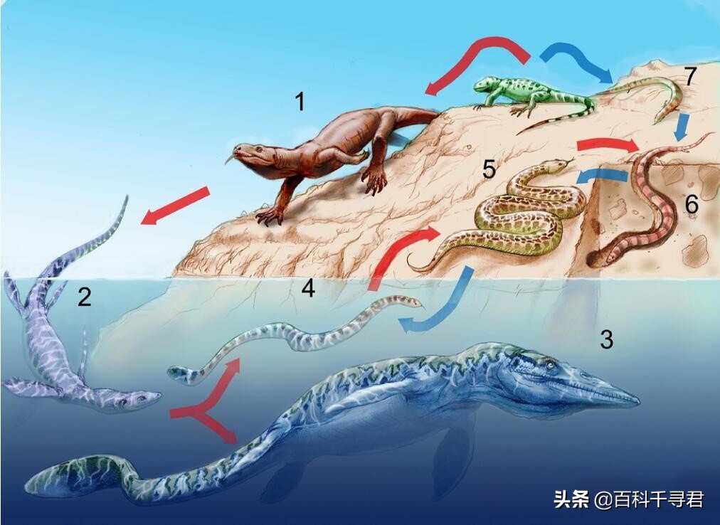 今日科普一下！蛇为啥把四肢进化没,百科词条爱好_2024最新更新